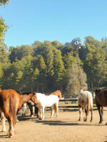 Cabalgata con vista al Cerro López – Naturaleza, tradición y vistas únicas de Bariloche - Imagen 2