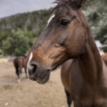 Cabalgata Cerro López – La Experiencia Más Completa del Circuito Chico