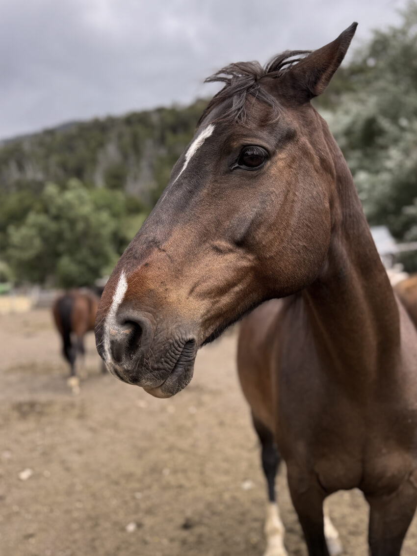 Foto Cabalgata CB 4 (1) Cabalgata Cerro López – La Experiencia Más Completa del Circuito Chico - Imagen 1