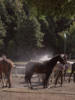 Cabalgata Día Completo – Experiencia Prolongada a Caballo - Image 5