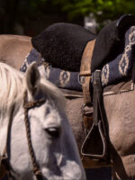 Cabalgata Senderos Patagónicos – Recorrido Natural de 3 Horas - Image 2