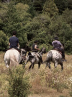 Cabalgata Día Completo – Experiencia Prolongada a Caballo - Image 3